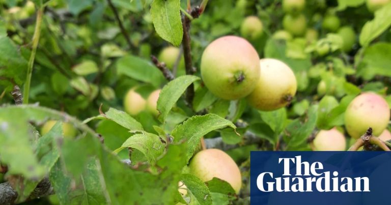 Landsdagbok: Tecken på hösten, tidigt men otänkbart | Höst