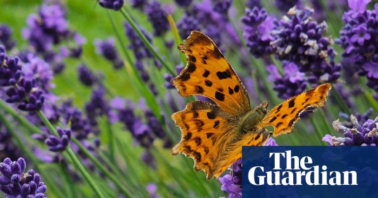 Country Diary: Så många fjärilar, det påminner mig om tidigare somrar | Fjäril