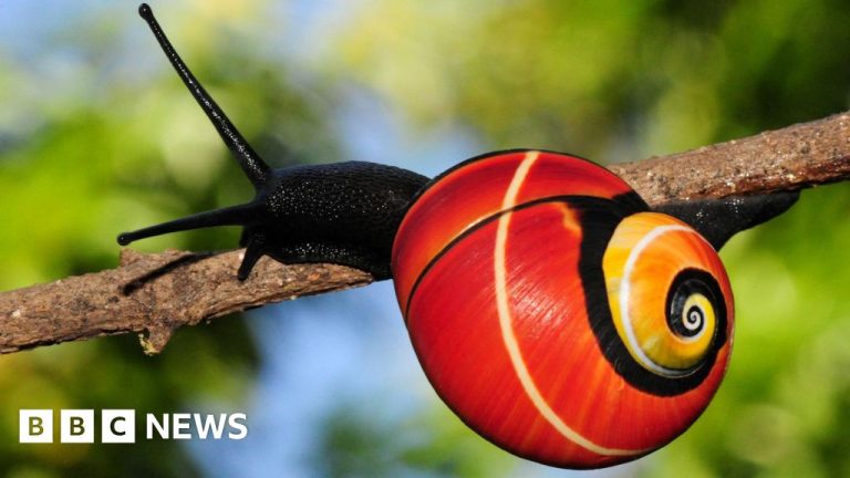 Uppdrag att rädda ”världens vackraste” snigel