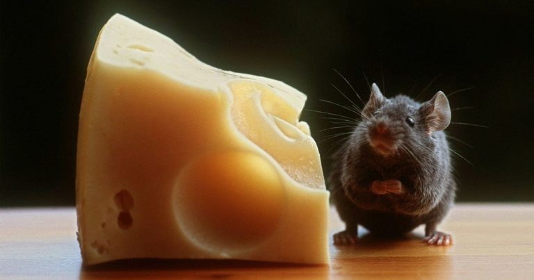 ”Det påminner mig om det gamla skämtet om världens bästa musfång.”