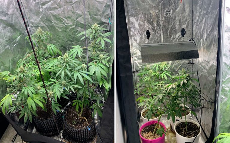 Hyresgäst odlade cannabis i förvaring – odlad från sin lägenhet