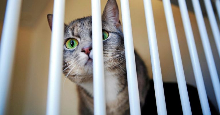 Insändare. Länsstyrelsen ignorerar hemlösa katter