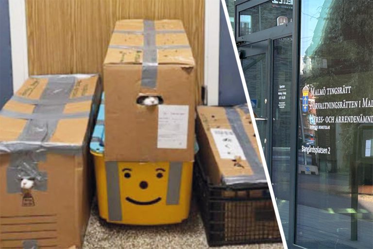 18 katter övergivna i en låda – nu vräks en kvinna från sin lägenhet