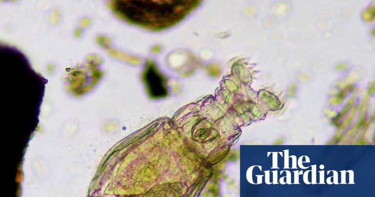 Landsdagbok: Monster som är mindre än en millimeter långa är här |Miljö