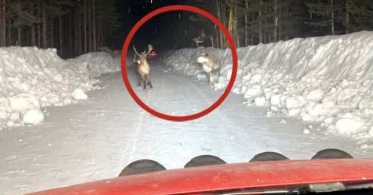 Man misstänkt för att ha dödat renar genom att köra och skära strupen på renar, misstänker att det var ”en olycka”