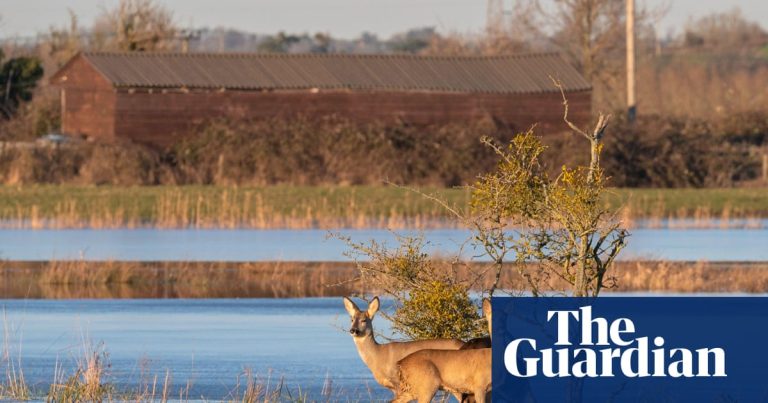 Hur Somersets extrema översvämning skapade fågelvinnare och förlorare | Somerset