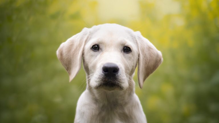Ring säger upp kontraktet med Flock efter att den dystopiska Super Bowl-reklamen har väckt allmän upprördhet