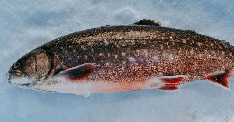 Smittsamt virus hittat på Malgomazi fiskodling – 600 ton fisk behöver bytas ut