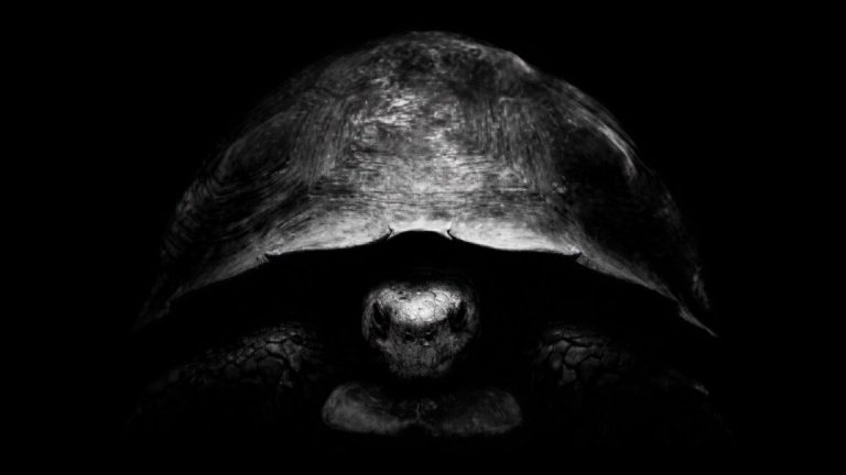 Varför använder Bezos ett foto av en sköldpadda för att trolla Mr. Musk med X? För han har planer för nymånen.