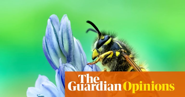 Jag älskar gamar, myggor och naturligtvis även getingar. Det är därför du också borde | Ja, Winpenny