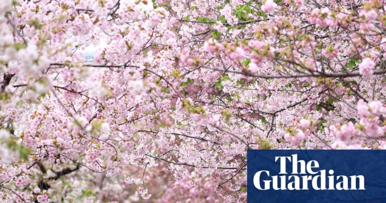 Ett rekord av körsbärsblommor som fortsätter att leva kvar trots att en japansk forskare har dött efter 1200 år | japanska