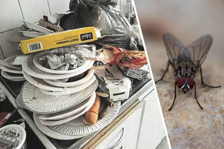 Vanvård i lägenheten – grannar klagar på flugor