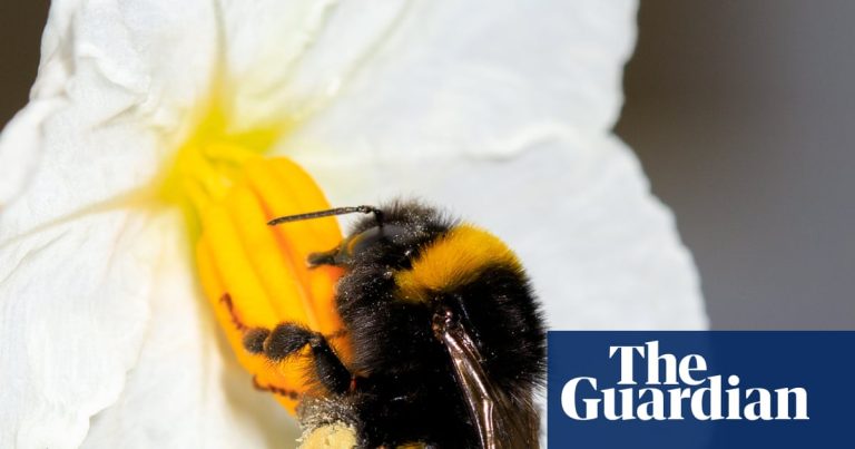 Studien visar att det kan vara lika tröttsamt för bin att samla in pollen som att ta av ett flygplan