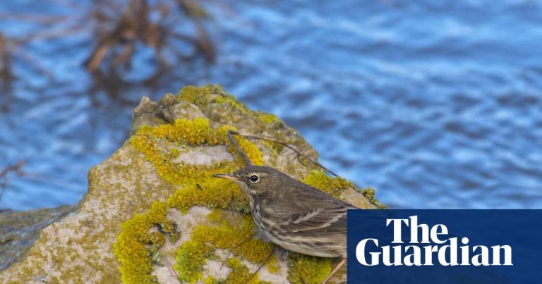 Country Diary: The Dangerous Puffin and the Brave Underdog |Fåglar