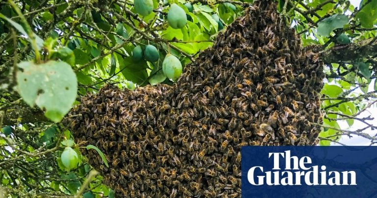 Country Diary: En solid klunga bin framför oss – vilken tur vi har | Bin