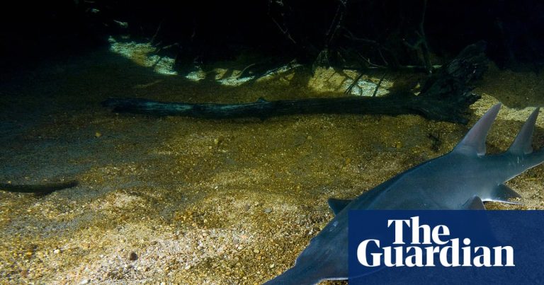 Planer på att fördubbla vattenuttag från WA:s Fitzroy River sätter utrotningshotade sågfiskar i fara, säger förespråkarna.