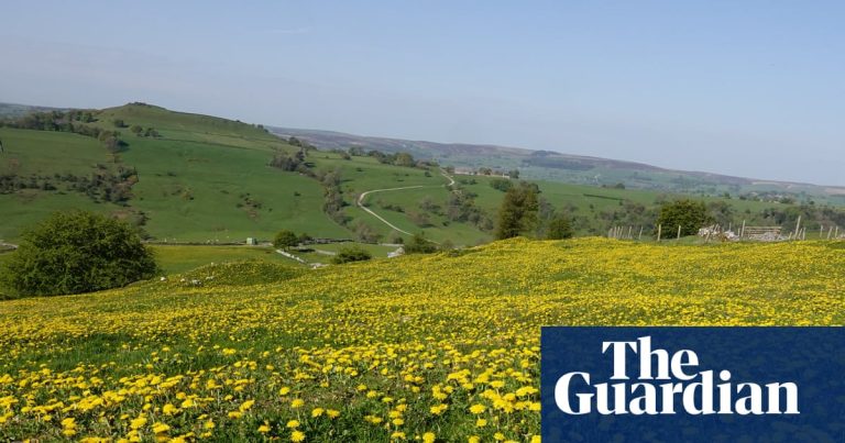Country Diary: En sann gyllene vår av smörblommor och maskrosor | Vilda blommor