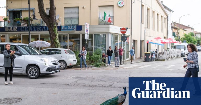 Påfåglar ”invaderar” italiensk kuststad, volangfjädrar | Foto Italien
